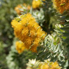kirstenbosch botanical garden 021