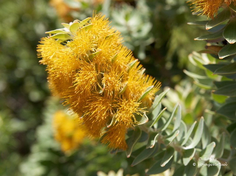 kirstenbosch botanical garden 021