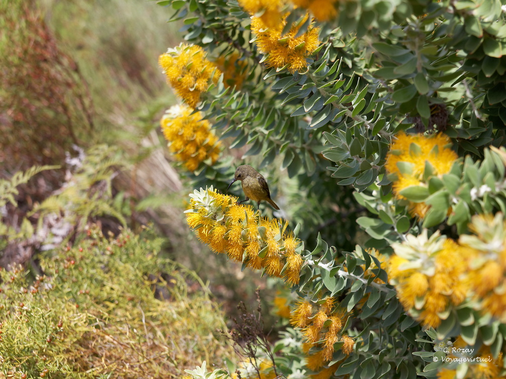 kirstenbosch botanical garden 023