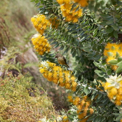 kirstenbosch botanical garden 023