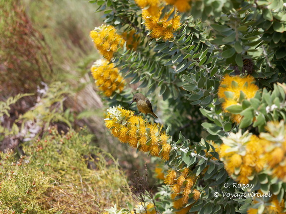 kirstenbosch botanical garden 023