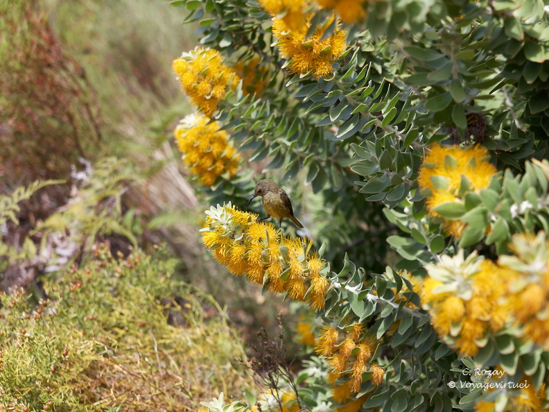 kirstenbosch botanical garden 023