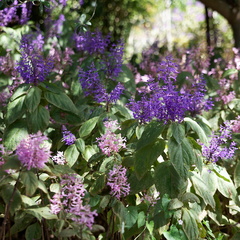 kirstenbosch botanical garden 030