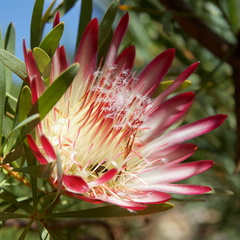 kirstenbosch botanical garden 034