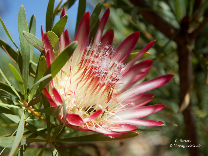 kirstenbosch botanical garden 034