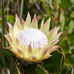kirstenbosch botanical garden 036