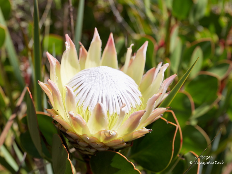kirstenbosch botanical garden 036