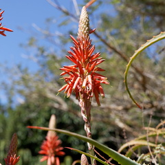 kirstenbosch botanical garden 044