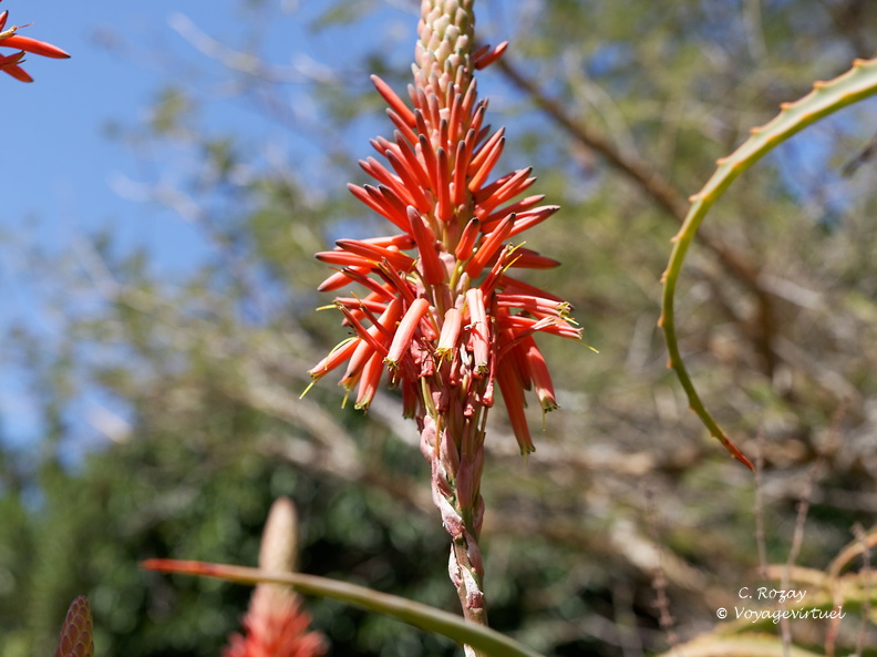 kirstenbosch botanical garden 044
