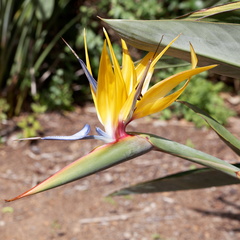 kirstenbosch botanical garden 051