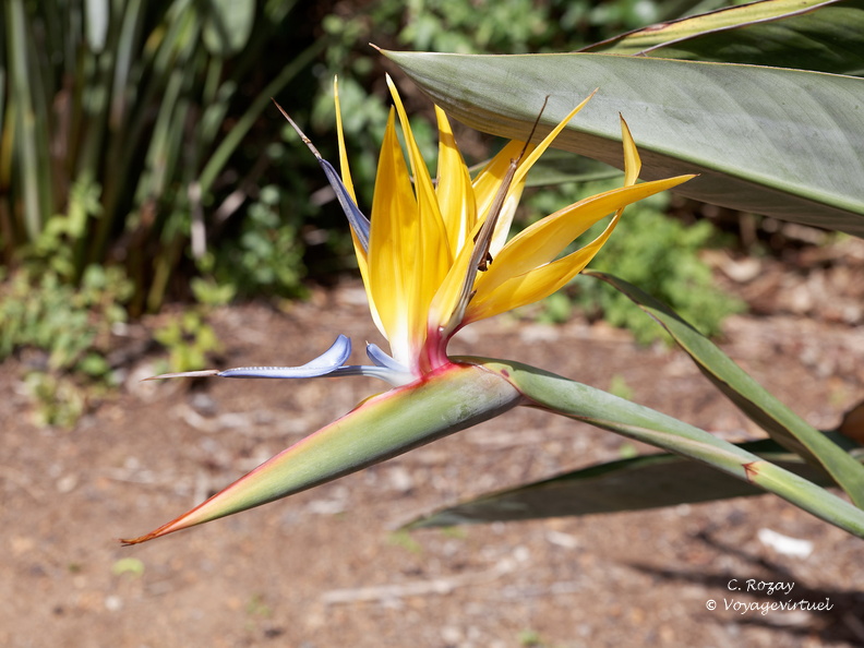 kirstenbosch botanical garden 051