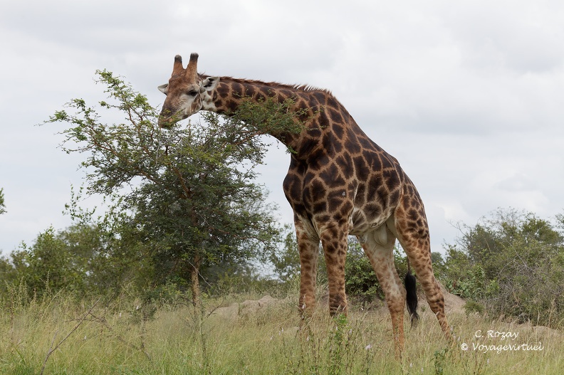 Une girafe découverte en arrivant sur l'Argyle Road en approche du Gomo Gomo lodge.  Klaserie Nature Reserve