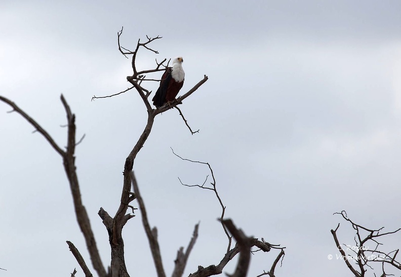 Un Pygargue vocifer (Haliaeetus vocifer), aussi appelé Aigle pêcheur d'Afrique, Klaserie Nature Reserve.  Klaserie Nature Reserve