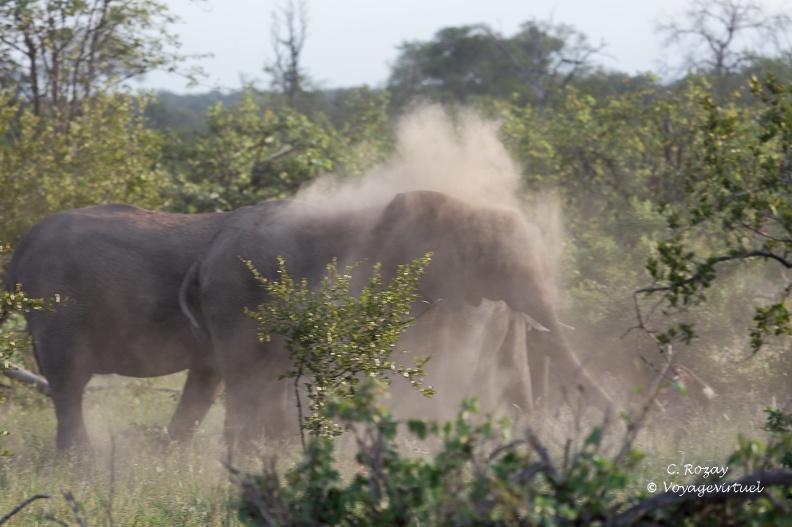Groupe d'éléphants s'aspergeant de poussière avec leur trompe pour se protéger des piqûres d'insectes, Klaserie Nature Reserve.  Klaserie Nature Reserve