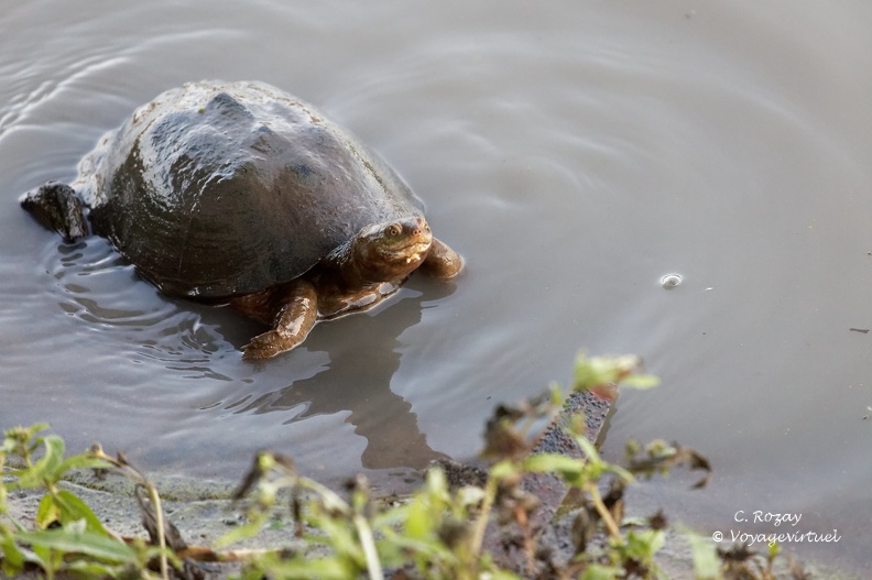 Sans doute une tortue Pelomedusa (Pelomedusa variabilis) au bord du plan d'eau du Gomo Gomo Lodge, Klaserie Reserve. Klaserie Nature Reserve
