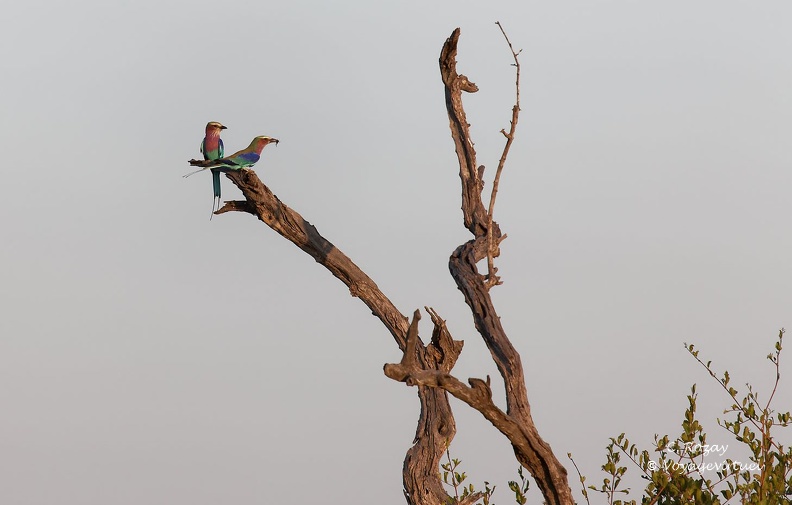 Un couple de Rolliers à longs brins (Coracias caudatus), Klaserie réserve.  Klaserie Nature Reserve