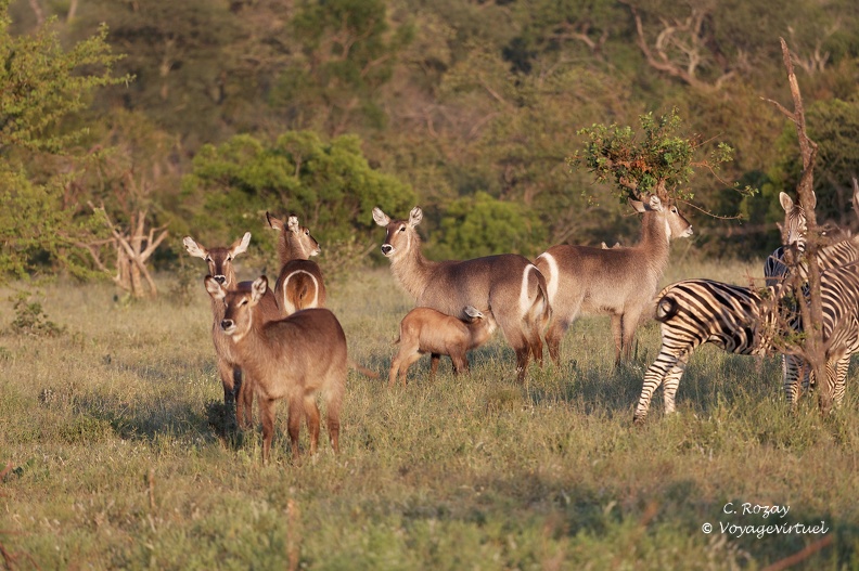 Un troupeau de cobes à croissant (Kobus ellipsiprymnus), aussi appelé waterbuck ou antilope sing-sing, Klaserie Reserve. Klaserie Nature Reserve