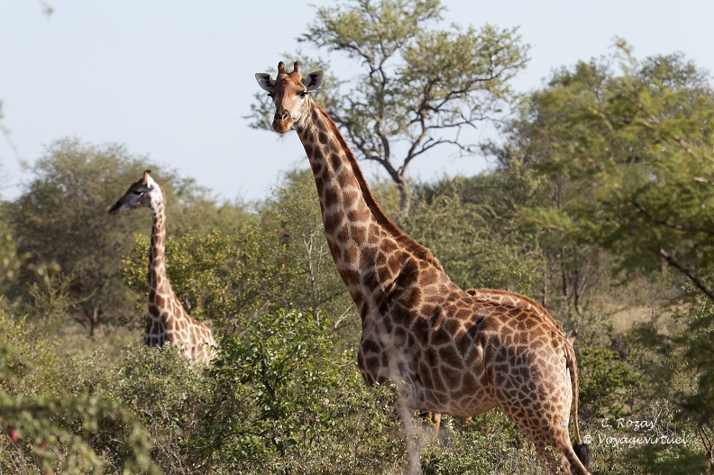 Girafes en train de se nourrir de feuilles d'arbres, Klaserie Reserve. Klaserie Nature Reserve