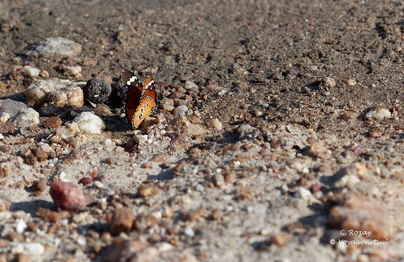 Papillon ressemblant à un Monarque au bord de l'eau, Klaserie Nature Reserve. Klaserie Nature Reserve