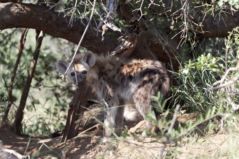 Une très jeune hyène tachetée, au pelage couleur sable avec des taches noires, Klaserie Reserve. Klaserie Nature Reserve