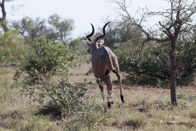 La course du Grand Koudou dans la savane, vue de derrière, Klaserie Réserve.  Klaserie Nature Reserve