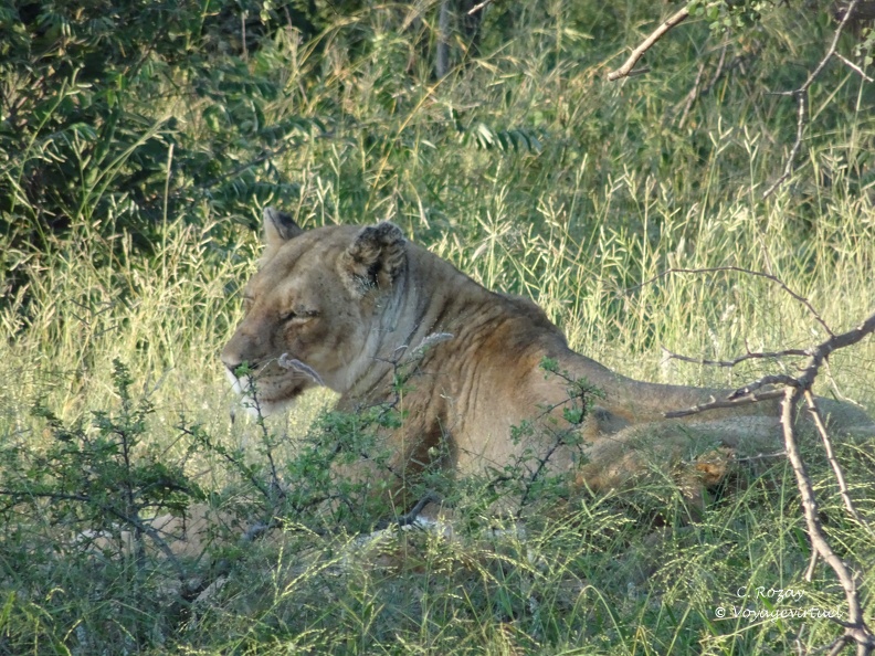 Une lionne d'Afrique (Panthera leo leo) au repos dans la savane de la Klaserie Nature Reserve. Klaserie Nature Reserve