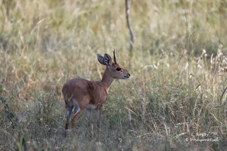 Un Raphicerus campestris, également appelé Steenbok, vue de profil, Klaserie réserve.  Klaserie Nature Reserve