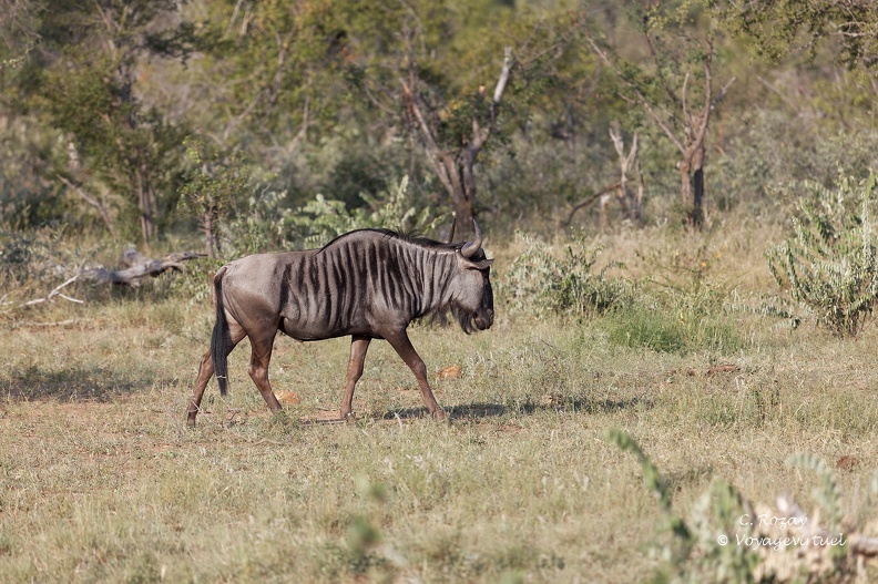Un Gnou bleu ou Gnou à queue noire (Connochaetes taurinus), espèce de bovidés, marchant dans la savane de la Klaserie Réserve.  Klaserie Nature Reserve
