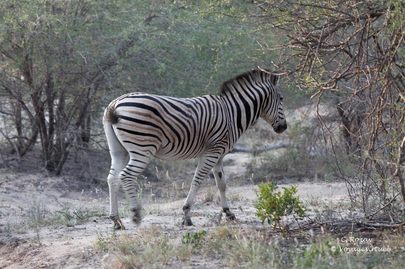 Un zèbre de Chapman (Equus quagga chapmani), sous-espèce du zèbre des plaines, Klaserie Réserve.  Klaserie Nature Reserve