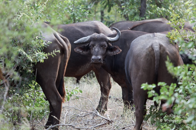 Au milieu du troupeau de buffles noirs des savanes, (Syncerus caffer), Klaserie Réserve.  Klaserie Nature Reserve