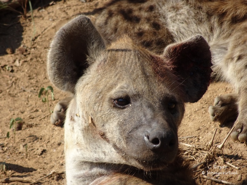Portrait d'une Hyène tachetée (Crocuta crocuta), Klaserie Reserve. Klaserie Nature Reserve