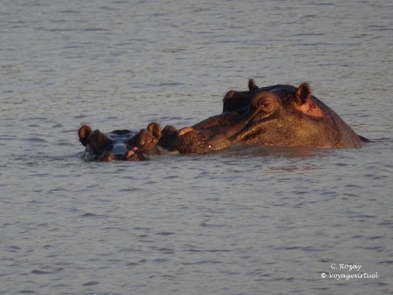 Une femelle hippopotame et son petit se rafraîchissant dans un point d'eau. Klaserie Réserve. Klaserie Nature Reserve