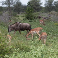 Kruger park 001