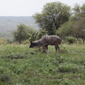 Kruger park 002