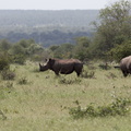 Kruger park 003