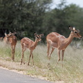 Kruger park 007