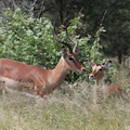 Kruger park 009