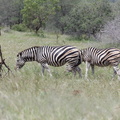 Kruger park 011