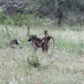 Kruger park 016