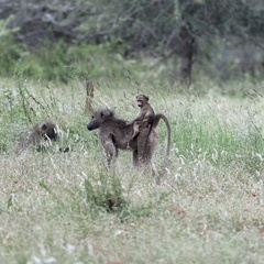 Kruger park 016
