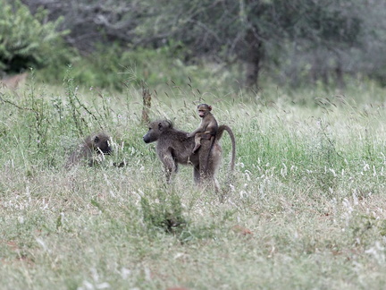 Kruger park 016