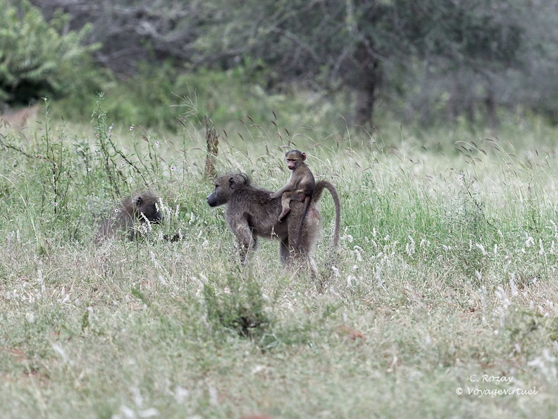 Kruger park 016