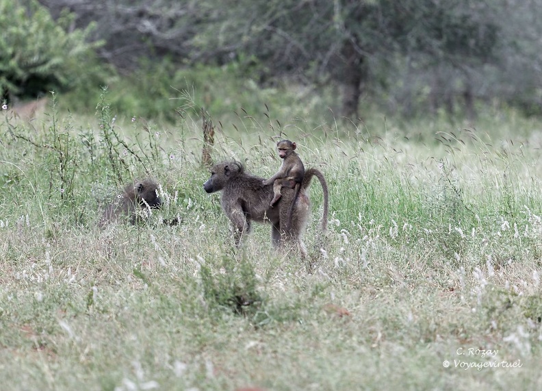 Un Babouin Chacma ou Babouin du Cap (Papio ursinus) portant son petit sur le dos, Kruger Park. Singes