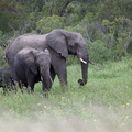 Kruger park 017