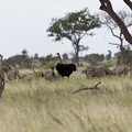 Kruger park 018