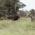 Kruger park 025