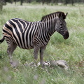 Kruger park 029
