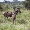 Kruger park 031