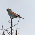 Kruger park 040