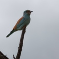 Kruger park 042